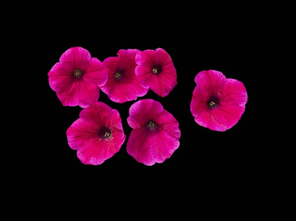 Rosa petunia blommor — Stockfoto