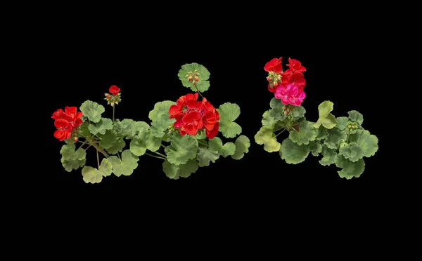 Flores vermelhas de gerânio em vasos — Fotografia de Stock