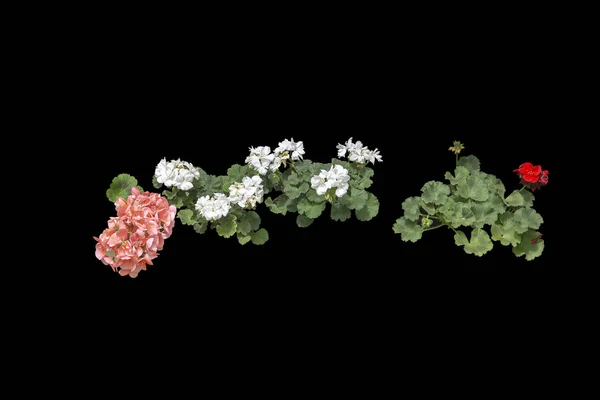 Červené geraniové květiny v květináči — Stock fotografie