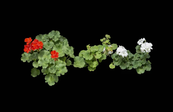 Flores de geranio rojo en macetas — Foto de Stock