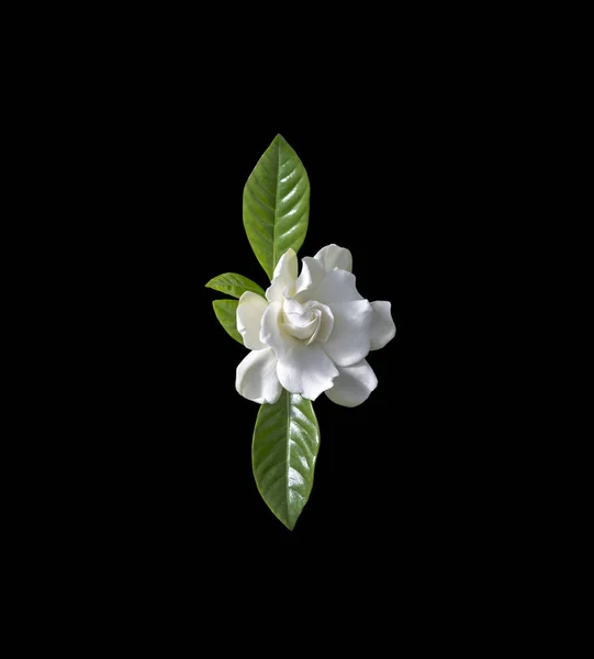 Beautiful white gardenia flower closeup