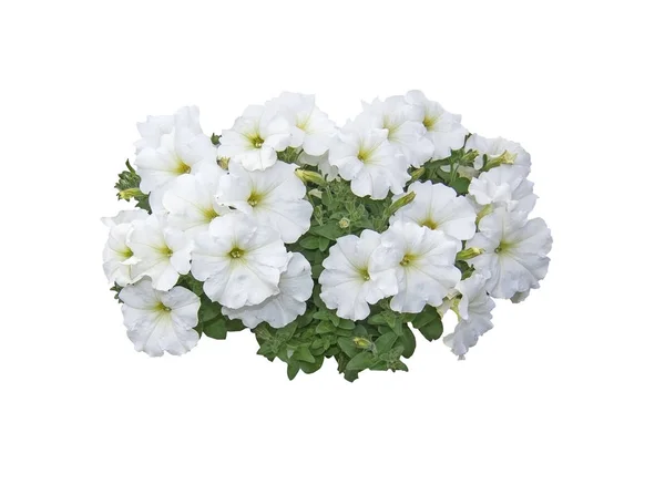 Weiße Petunienblüten Stockbild