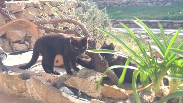 Kaksi Ruskeaa Pörröistä Kissanpentua Vihreässä Puutarhassa Sardinia Italia — kuvapankkivideo