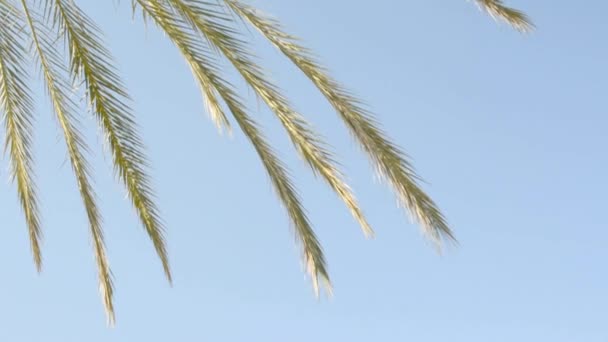 Palm Leaves Closeup Move Slowly Blue Sky — Stock Video