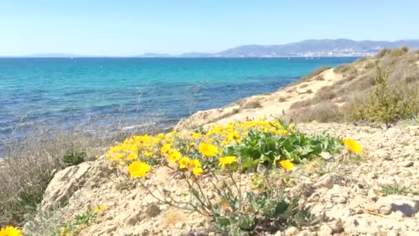風に強い黄色の塩の野花 海のデイジー 地中海のビーチデイジー ゴールドコインアスタリスクマリティマス 3月の晴れた日に青いターコイズパルマ湾に対して マヨルカ スペイン — ストック動画