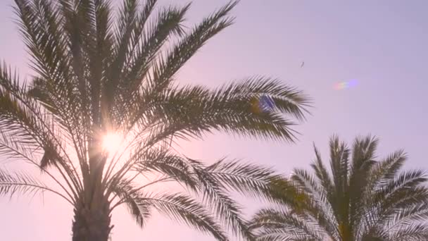 Пальмове Листя Крупним Планом Сонцем Сяє Через Листя Фіолетовому Вечірньому — стокове відео