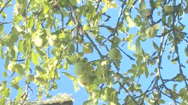 Green Apples Tree Blue Sky Beautiful Late Summer Day — Stock Video