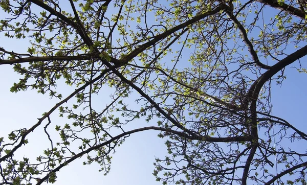 건물 사이 봄 녹색 잎과 푸른 하늘 — 스톡 사진