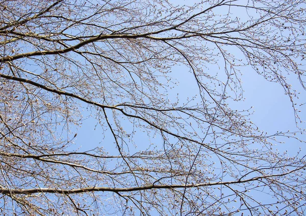 春天的树，有丰富的芽 — 图库照片