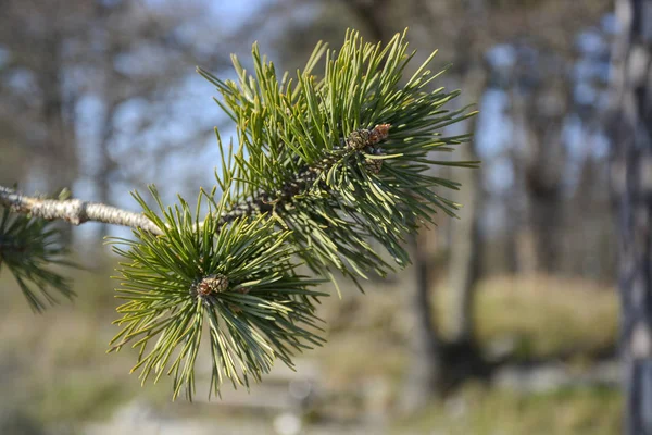新鮮な新しい緑の松の枝クローズアップ — ストック写真
