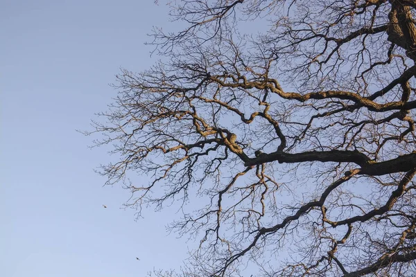 푸른 하늘에 대 한 오크 나무 가지 — 스톡 사진