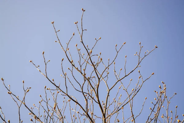 春天的树，有丰富的芽 — 图库照片