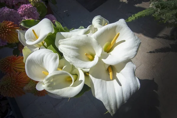 Vackra vita Calla liljor i solsken — Stockfoto