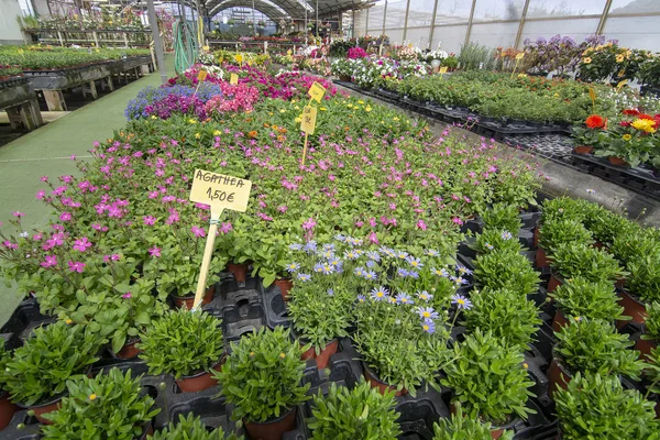 Flores y hierbas en macetas dentro del invernadero — Foto de Stock
