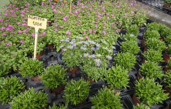 Flores y hierbas en macetas dentro del invernadero — Foto de Stock