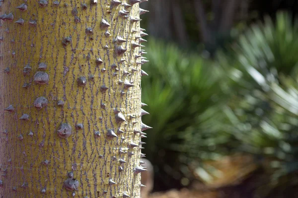 Tronco de árbol de corisia con espinas afiladas — Foto de Stock