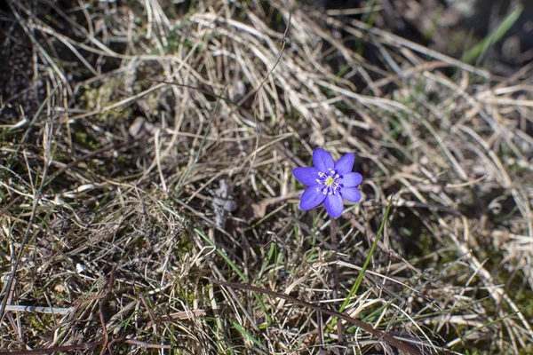 Modrý jarní květ hepatica — Stock fotografie