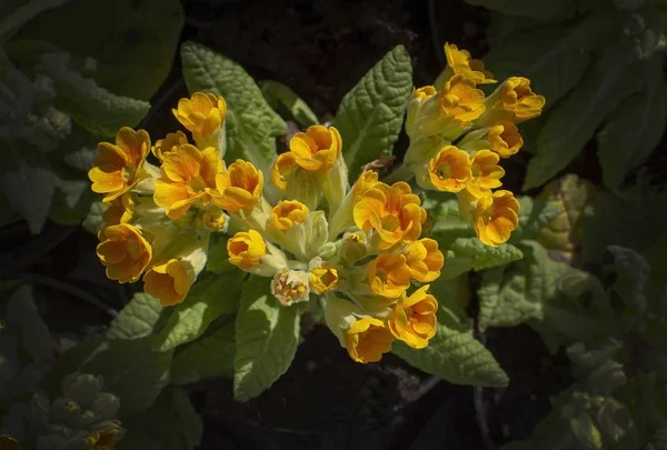 Gelbe Primeln — Stockfoto