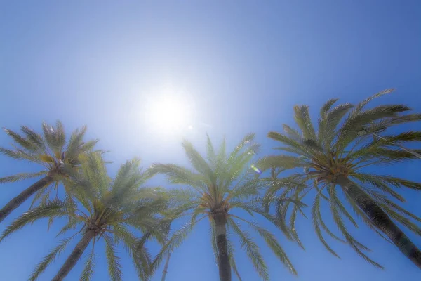 Bright sun with starry rays shines above palm trees — Stock Photo, Image