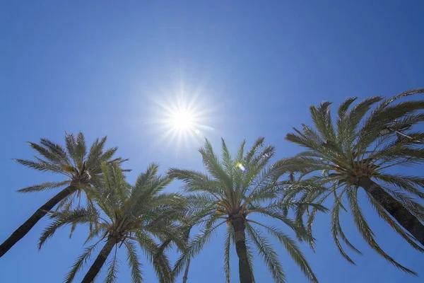 Yıldızlı ışınları ile parlak güneş palmiye ağaçlarının üzerinde parlar — Stok fotoğraf