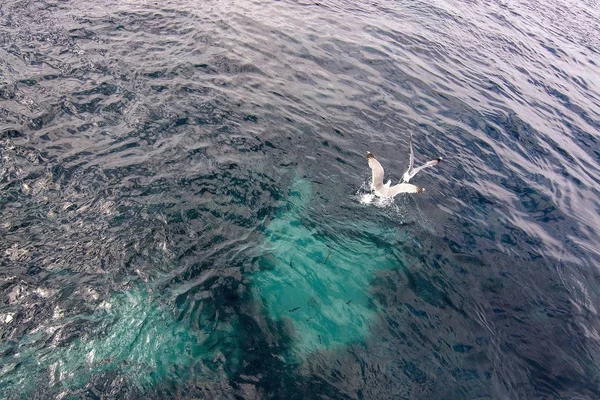 Gaivotas à procura de peixe — Fotografia de Stock