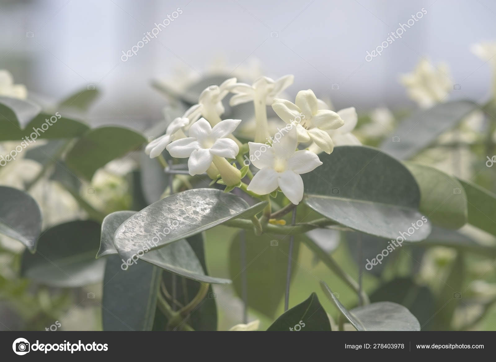 Stephanotis floribunda jasminoides Madagascar jasmine Stock Photo by  ©ArtesiaWells 278403978