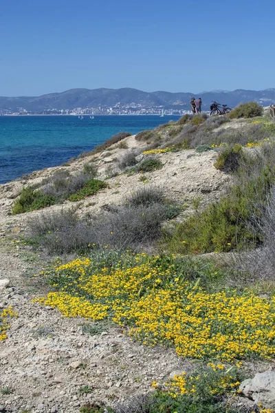 Vilda gula vårblommor blå Medelhavet — Stockfoto
