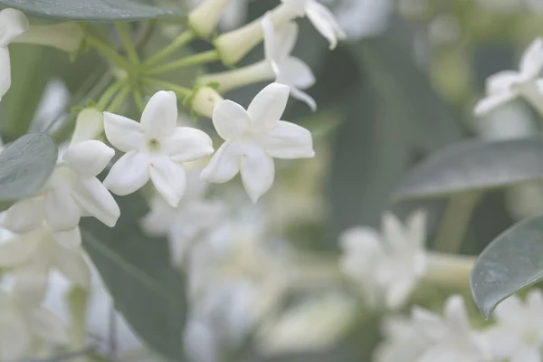 Stephanotis floribunda jasminoides Madagaskar Jasmine — Stockfoto