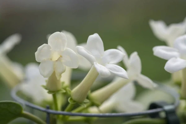 Stephanotis floribunda jasminoides Madagascar jasmine — Stock Photo, Image