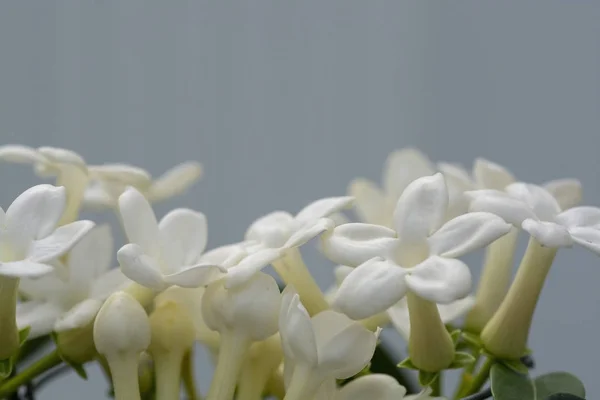 Stephanotis floribunda jasminoides Madagascar jasmine — Stock Photo, Image