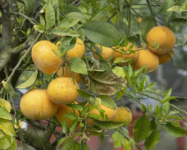 Достаток апельсина дерево — стокове фото
