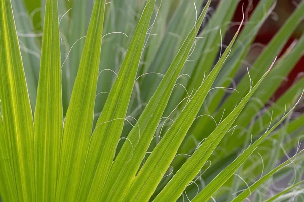 Palmblad Chamaerops humilis fläkt Palm — Stockfoto