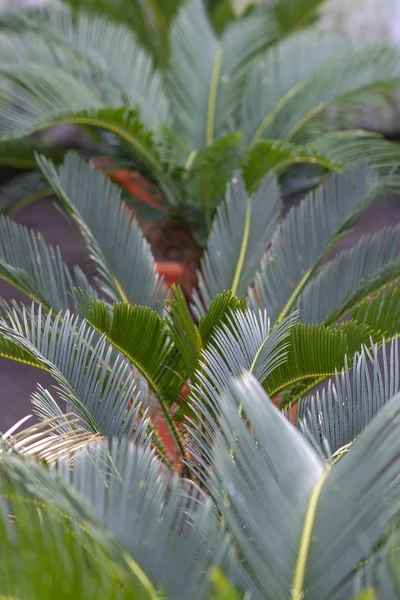 Palmblad Cycas revoluta Palm — Stockfoto