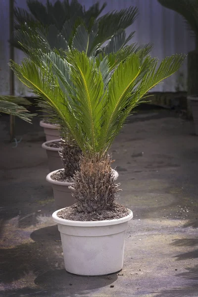 Folhas de palma Cycas revoluta palmeira — Fotografia de Stock