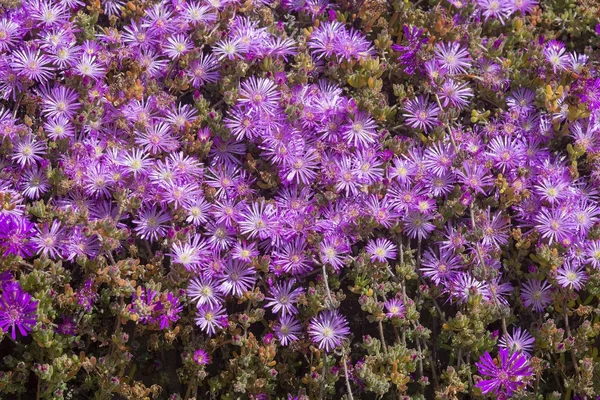 Abundance pink flowers succulent plant — Stock Photo, Image