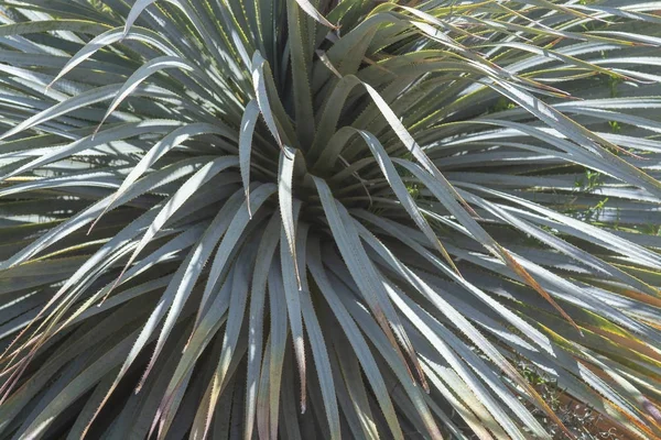 Aloe opouští makro zaostřená — Stock fotografie