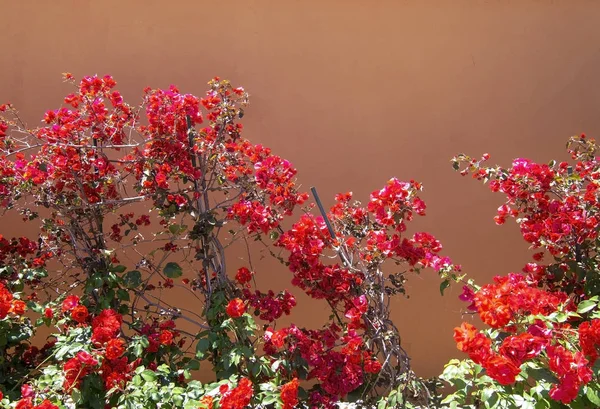 Vörös bougainvillea virágok terrakotta barna fal — Stock Fotó