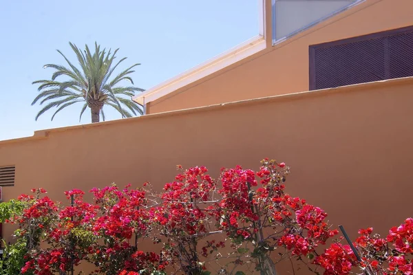 Kırmızı begonviller çiçekleri pişmiş toprak kahverengi duvar — Stok fotoğraf