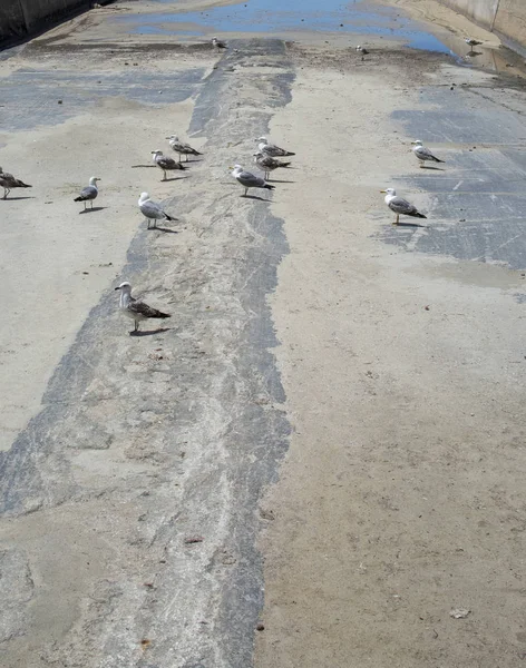 Pájaros del canal de drenaje de concreto seco —  Fotos de Stock