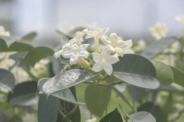 Stephanotis floribunda jasmijn Madagascar jasmijn Stockfoto