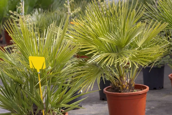 Palmera hojas Chamaerops humilis abanico palmera Imagen de stock