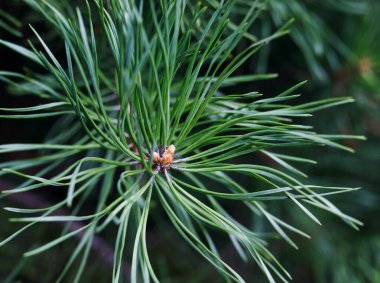 Alp Pinus Montana 'nın çam ağacının büyüyen dalına yakın çekim ve kabartma büyüyen yeşil iğneler.