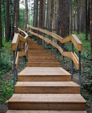 Ormandaki ahşap orman.