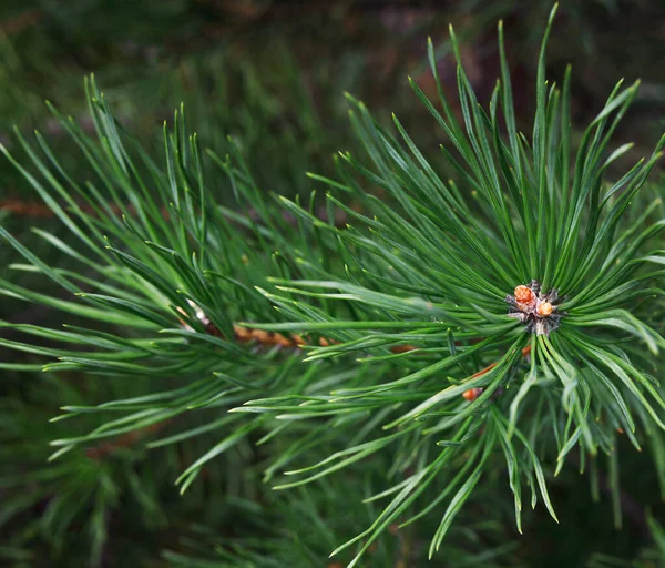 Beautiful Branches Spruce Young Needles Christmas Tree Nature — Stock Photo, Image