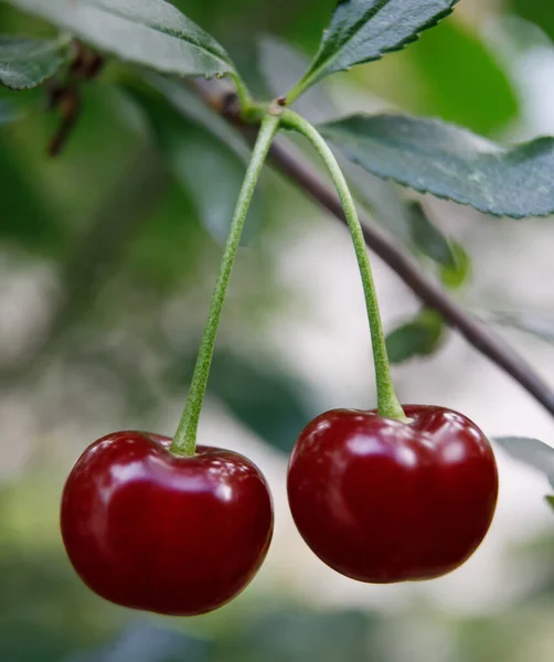 Cseresznye Lóg Egy Cseresznyefa Ágán Érett Cseresznye Között Zöld Levelek — Stock Fotó