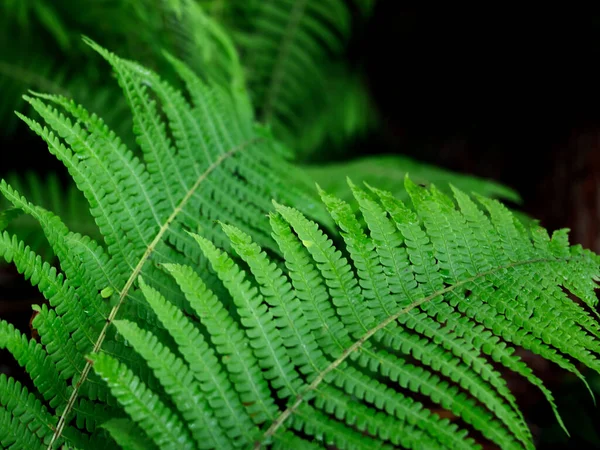Zielona Paproć Rośnie Latem Fern Zielonymi Liśćmi Naturalnym Tle Zielony — Zdjęcie stockowe