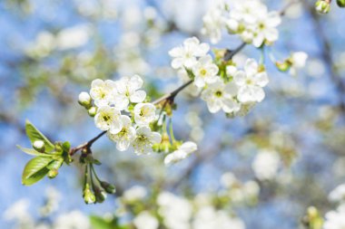 İlkbaharda bol kiraz çiçekleri.