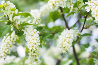 Yeşil yapraklı ve sarı renkli beyaz kokulu kuş kirazı.