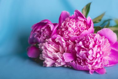 Mavi kabarık pembe şakayık.