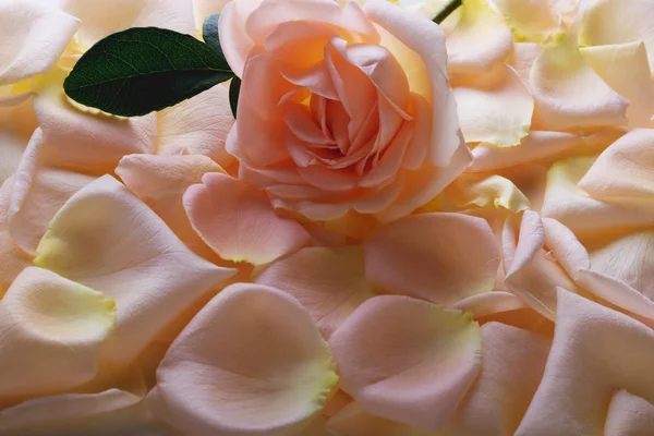 Beautiful peach rose on rose petals background.